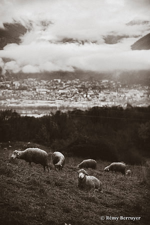 Mouton