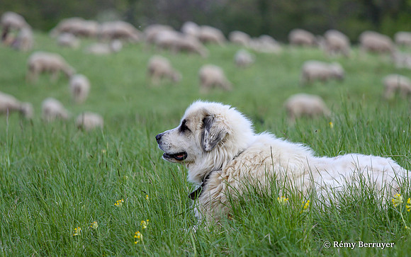Mouton