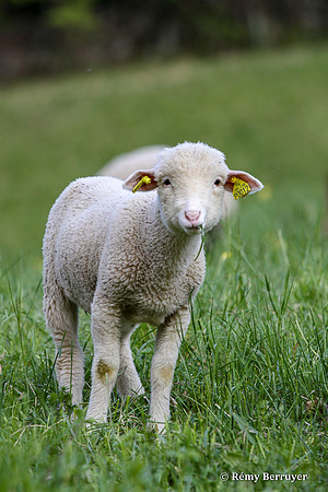 Mouton