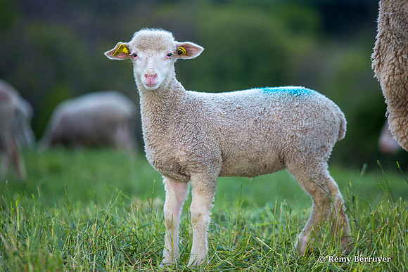Mouton