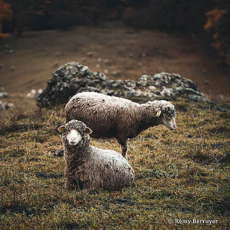 Mouton