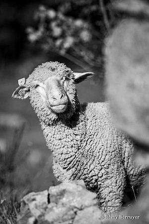 Mouton