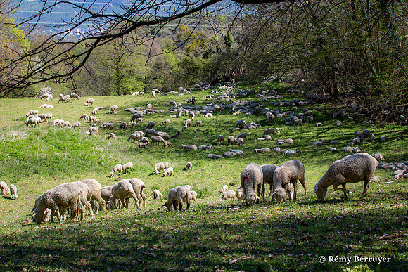Mouton