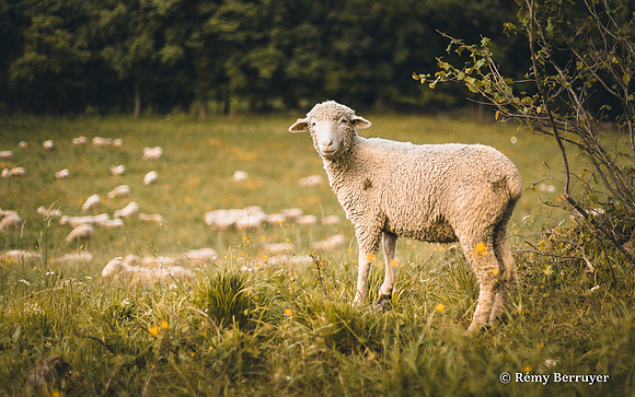 Mouton