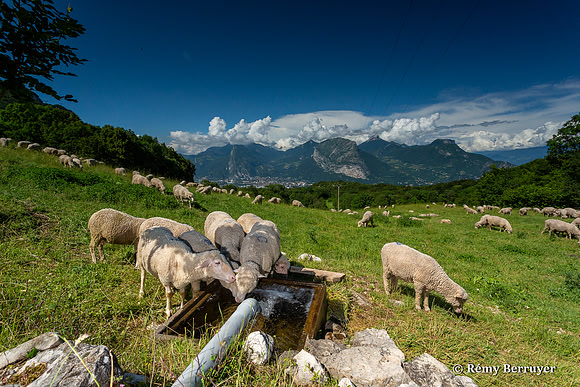 Mouton