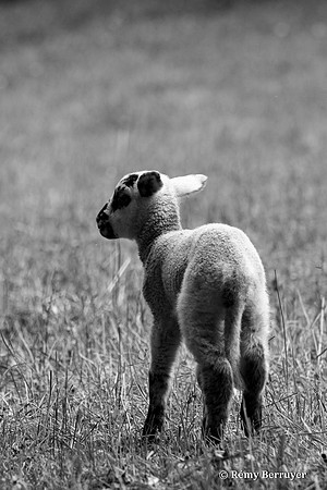 Mouton
