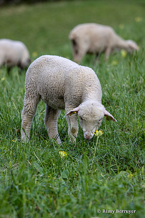 Mouton