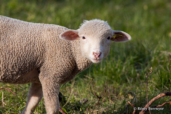 Mouton