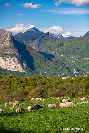 Mouton