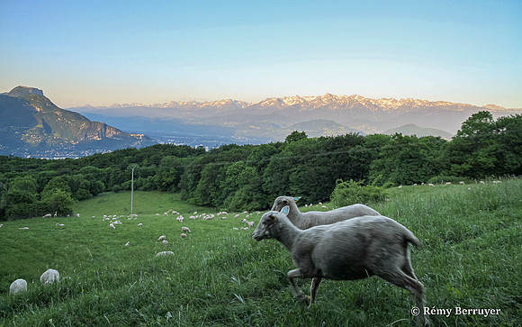 Mouton