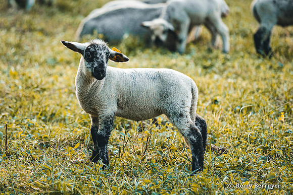Mouton