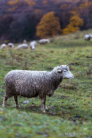 Mouton