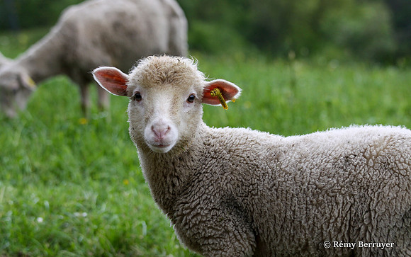 Mouton