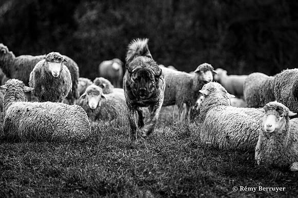 Mouton