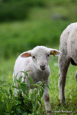 Mouton