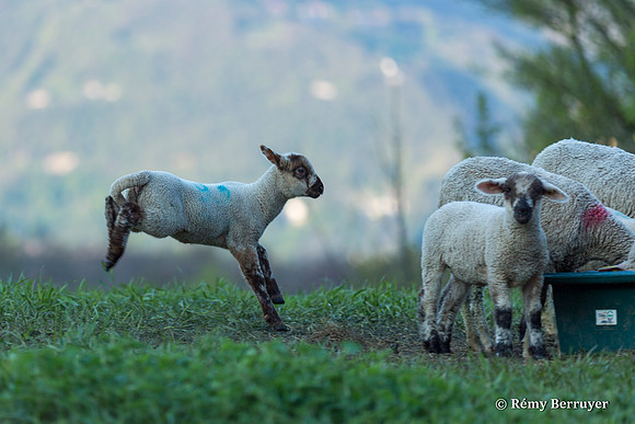 Mouton