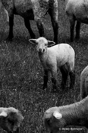 Mouton