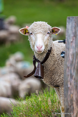 Mouton