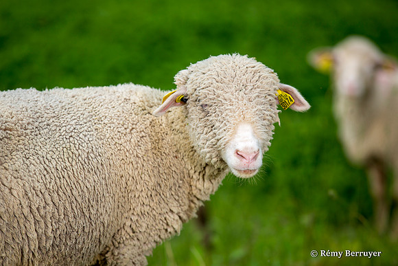 Mouton