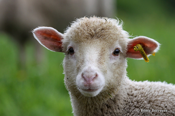Mouton
