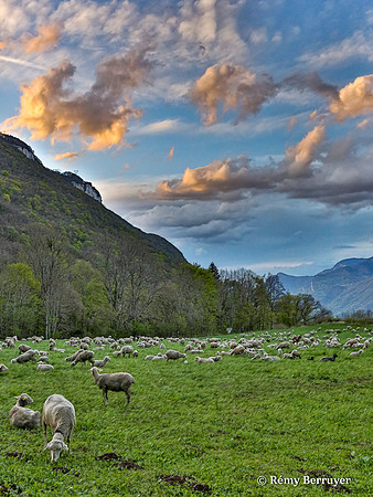 Mouton