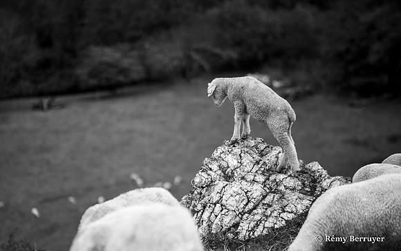 Mouton