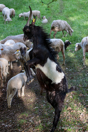 Mouton