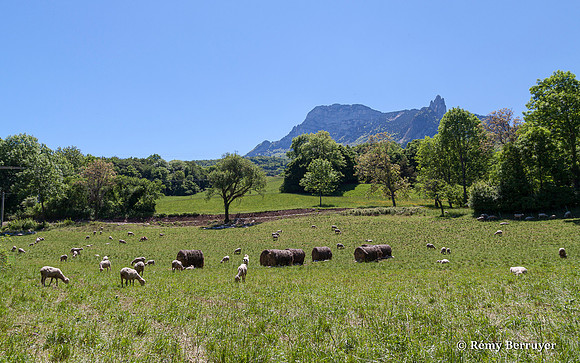 Mouton