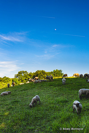 Mouton