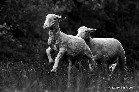 Mouton