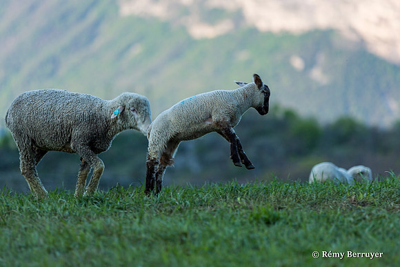 Mouton