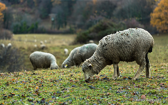 Mouton