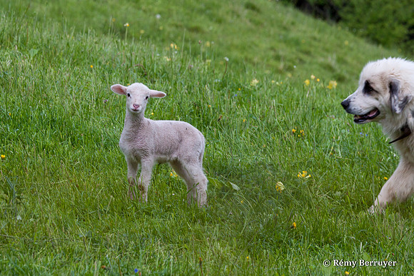 Mouton