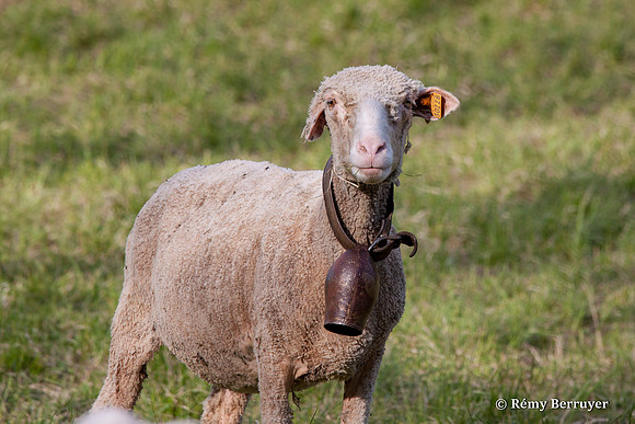 Mouton