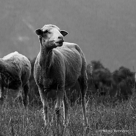 Mouton