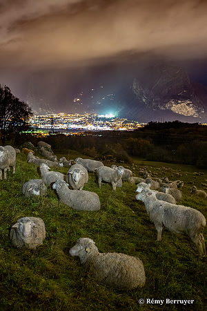 Mouton