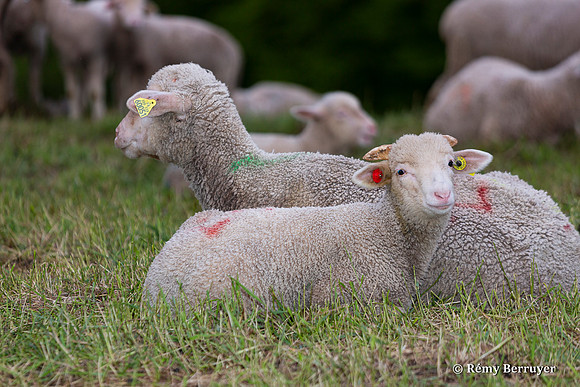 Mouton