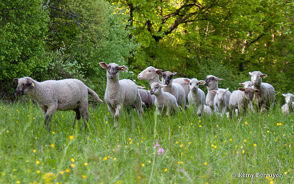 Mouton