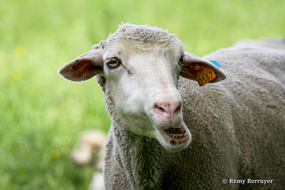 Mouton