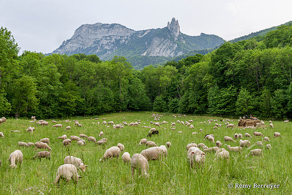 Mouton