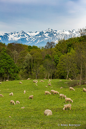 Mouton