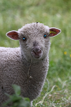 Mouton