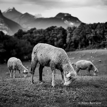 Mouton