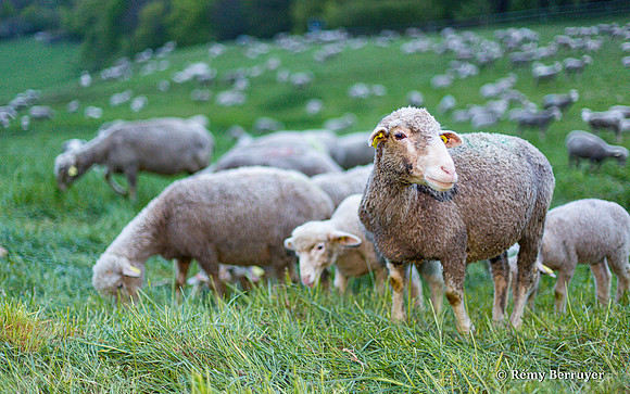 Mouton
