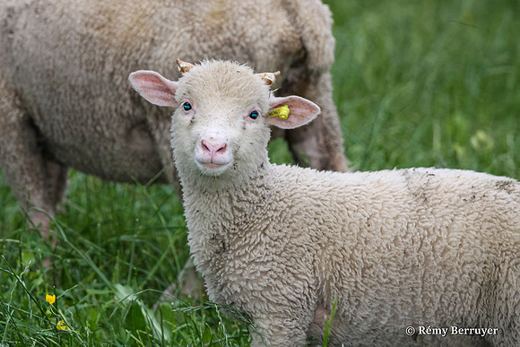 Mouton