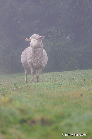 Mouton
