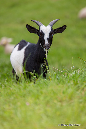 Mouton