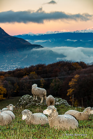 Mouton