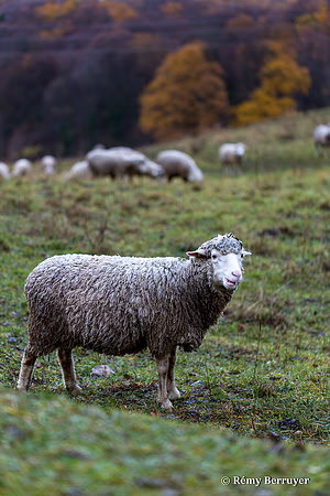 Mouton