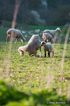 Mouton
